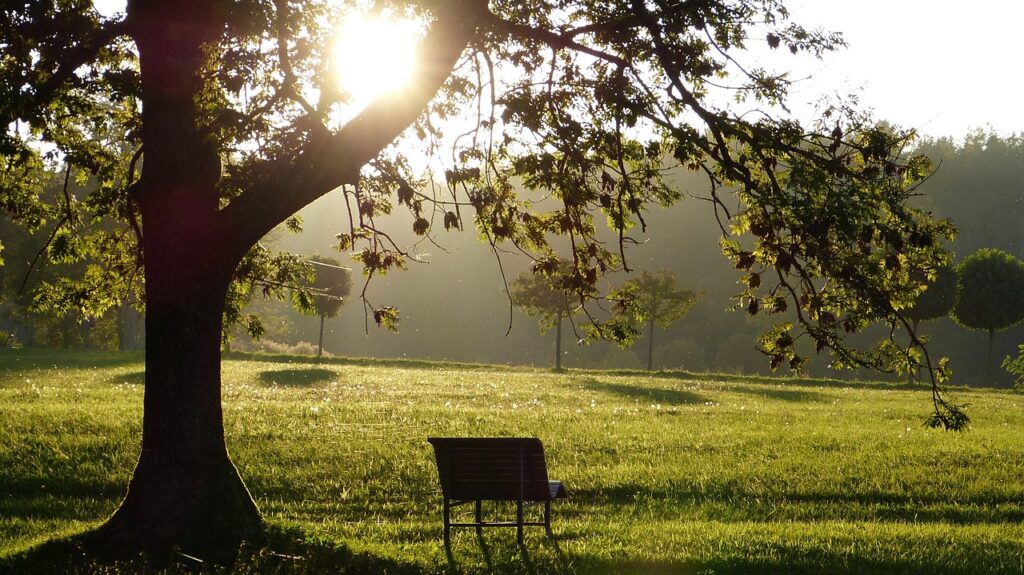 An empty bench under a tree